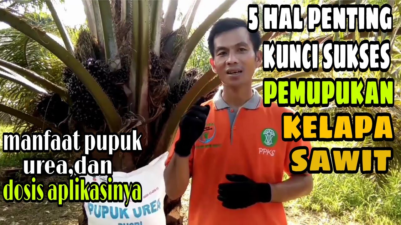 Cara pemupukan kelapa sawit yang benar,Aplikasi pupuk tunggal/urea dan dosis pupuk urea untuk sawit
