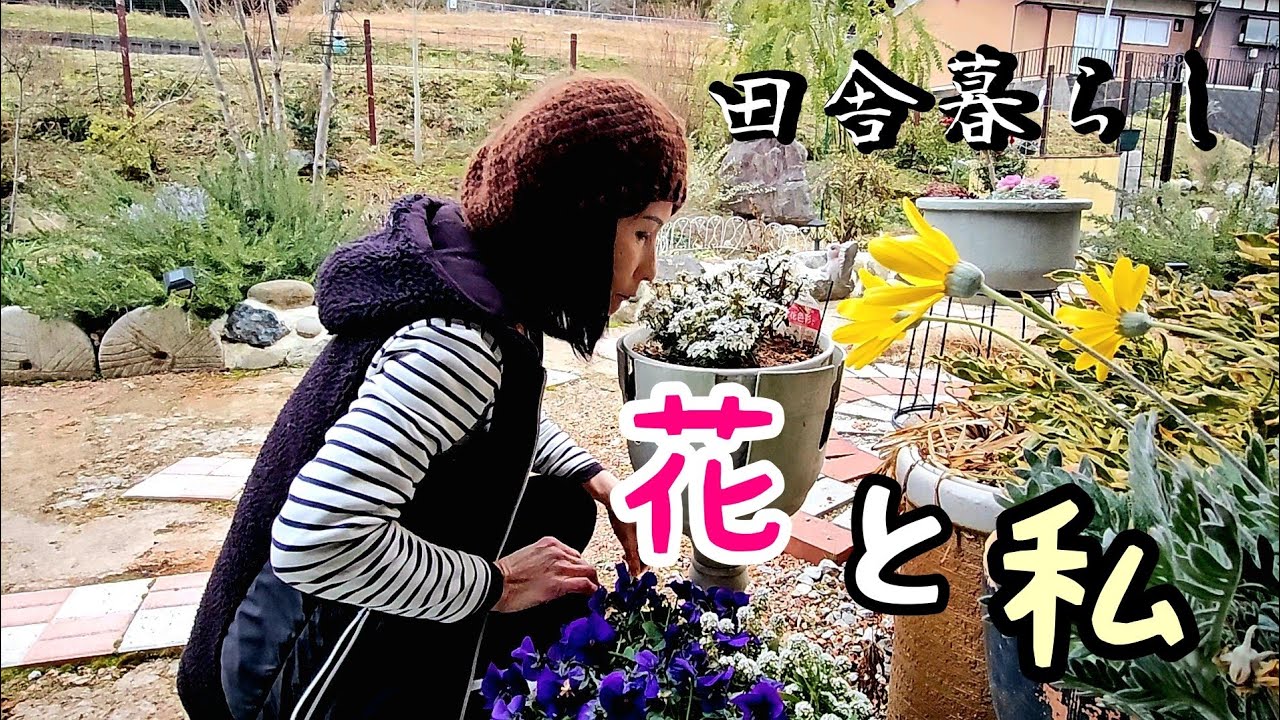 【田舎暮らし日記#34】ミモザアカシアの花が3年目に咲きました🌿冬を越して春が見える庭♪︎