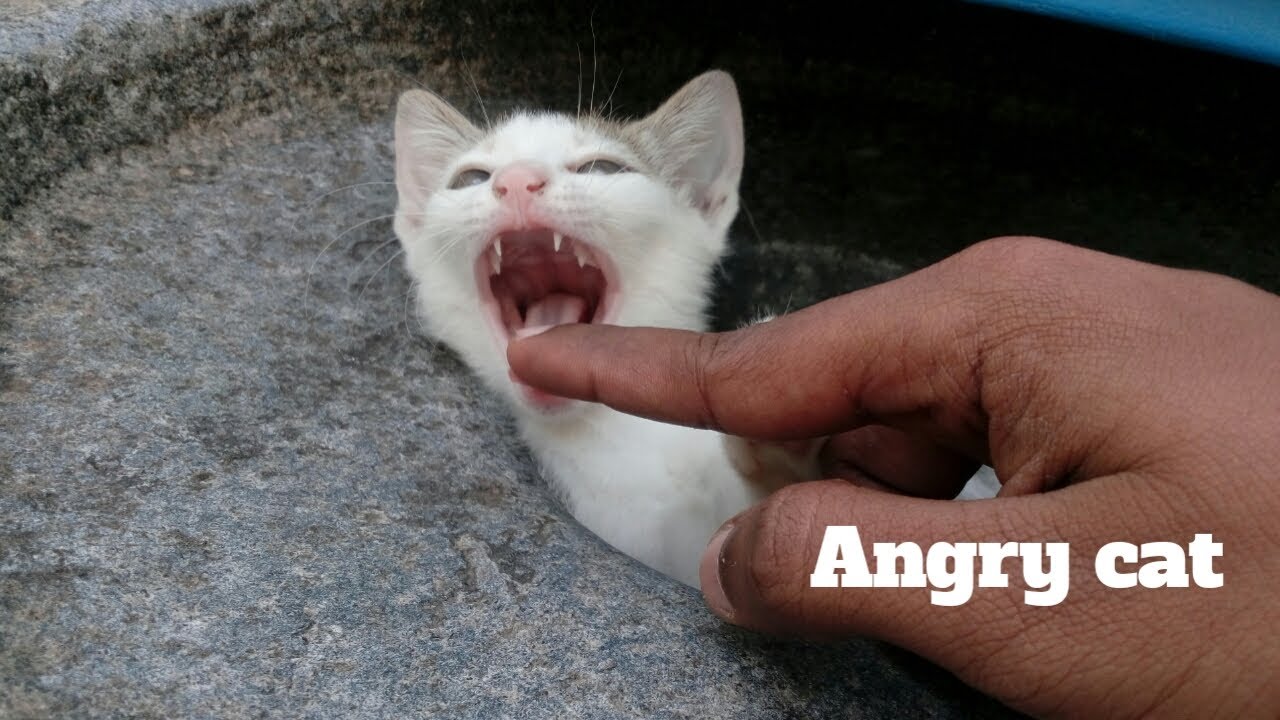Angry Kitten Fight 😡 கோவக்கார பூனைக்குட்டி | தமிழ் பூனைகள் | Tamil Random Videos