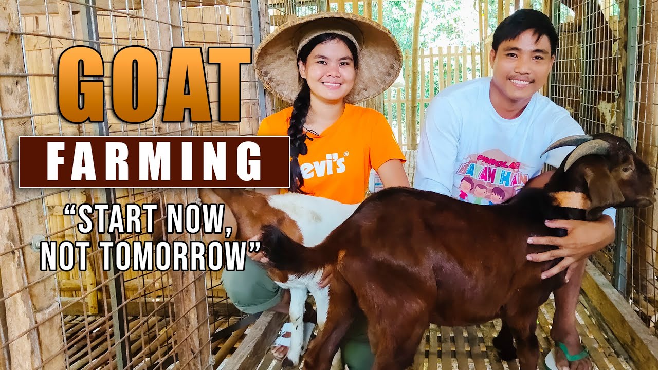 AMAZING GOAT FARMING | 'START NOW, NOT TOMORROW': BEST ADVISE FROM INSPIRING AND YOUNG GOAT FARMERS