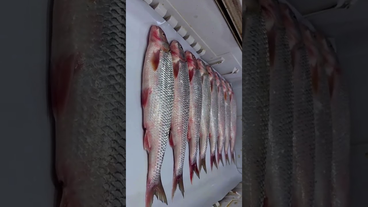 Sof & Sefid of Caspian sea 🐟⛵ #asmrfish #fish #fillet #fishfillet #food #seafood #fishmarket