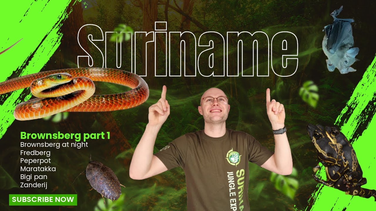 🔥 Slangen zoeken in de jungle van Suriname! 🐍🌿 (Brownsberg part 1, 1/7)