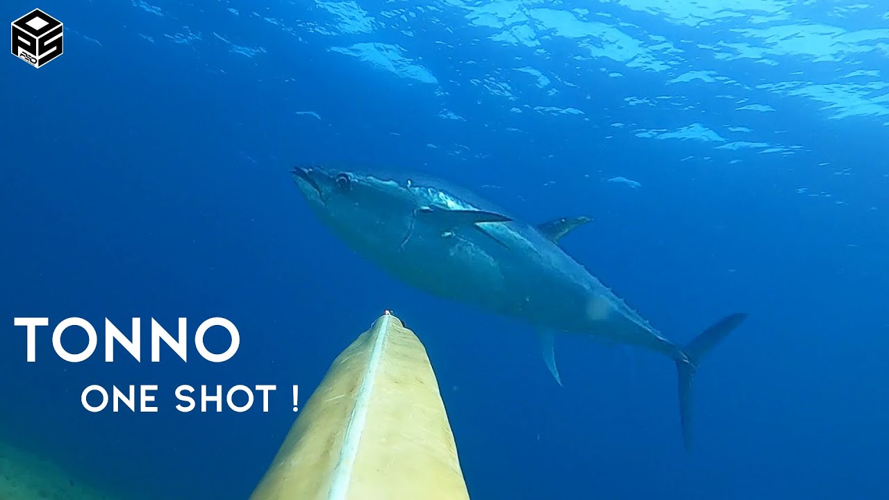 PESCASUB Tonno Gigante Pesca subacquea Sottocosta