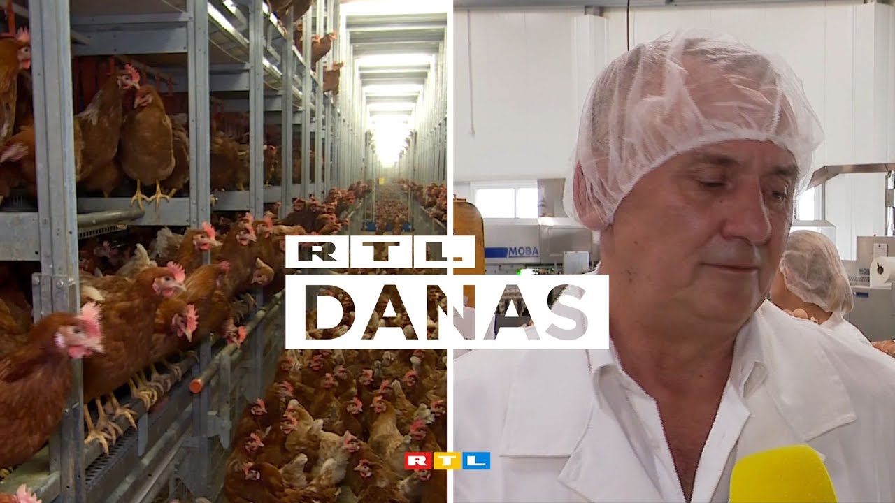 Farma Lukač morat će uništiti 150.000 kokoši: 'Očito nekome smetam' | RTL DANAS