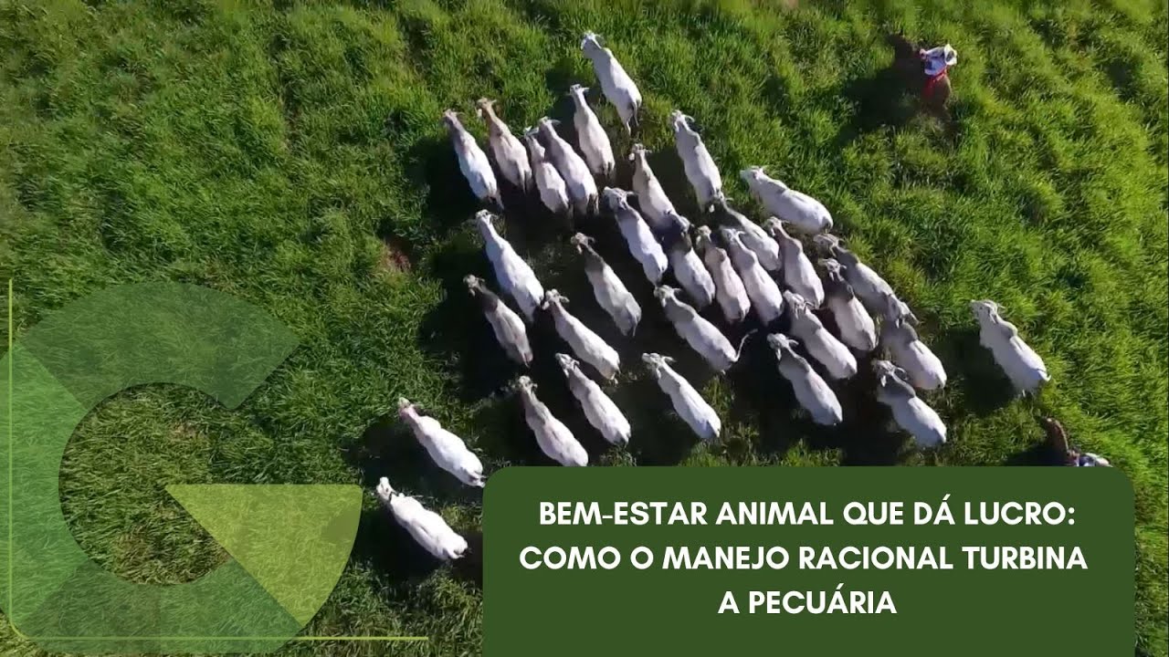 BEM-ESTAR ANIMAL QUE D&Aacute; LUCRO: COMO O MANEJO RACIONAL TURBINA A PECU&Aacute;RIA