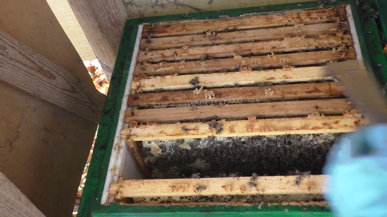 Winterbehandlung Bienen 2020 Das geräuberte Volk