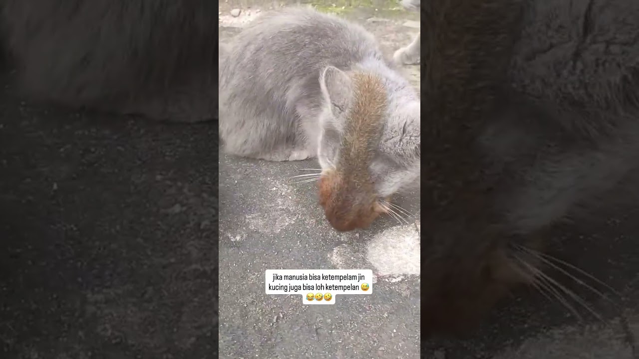 kucing ketempelan haha 