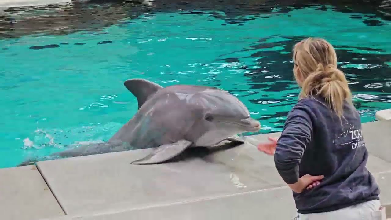 20260201 11:48 dolphin performance in Duisburg Zoo
