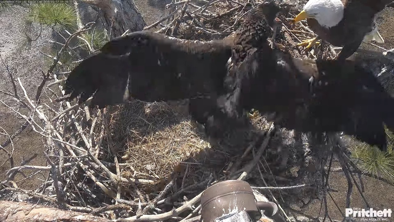 SWFL. Intruder flies around nest tree 😯 E26 protects the nest 🤩 (that was Mom) /09:31/ 2026-02-17