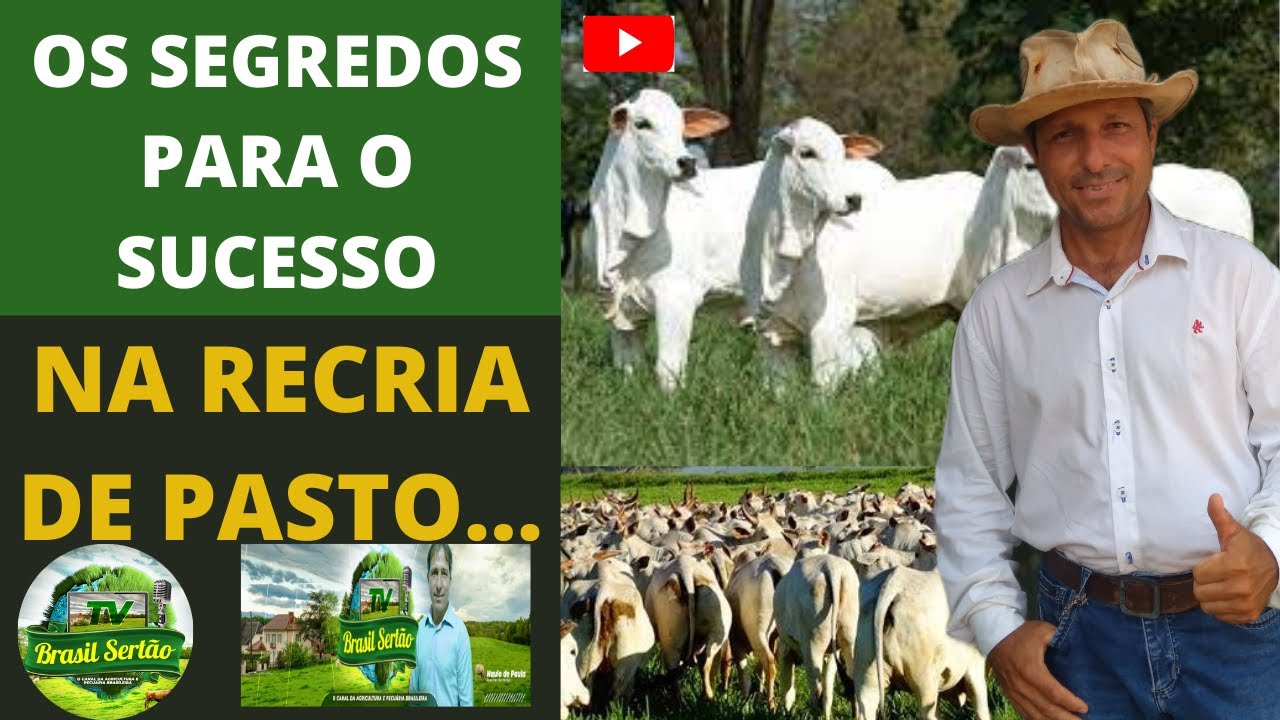 OS SEGREDOS PARA O SUCESSO NA RECRIA DE PASTO