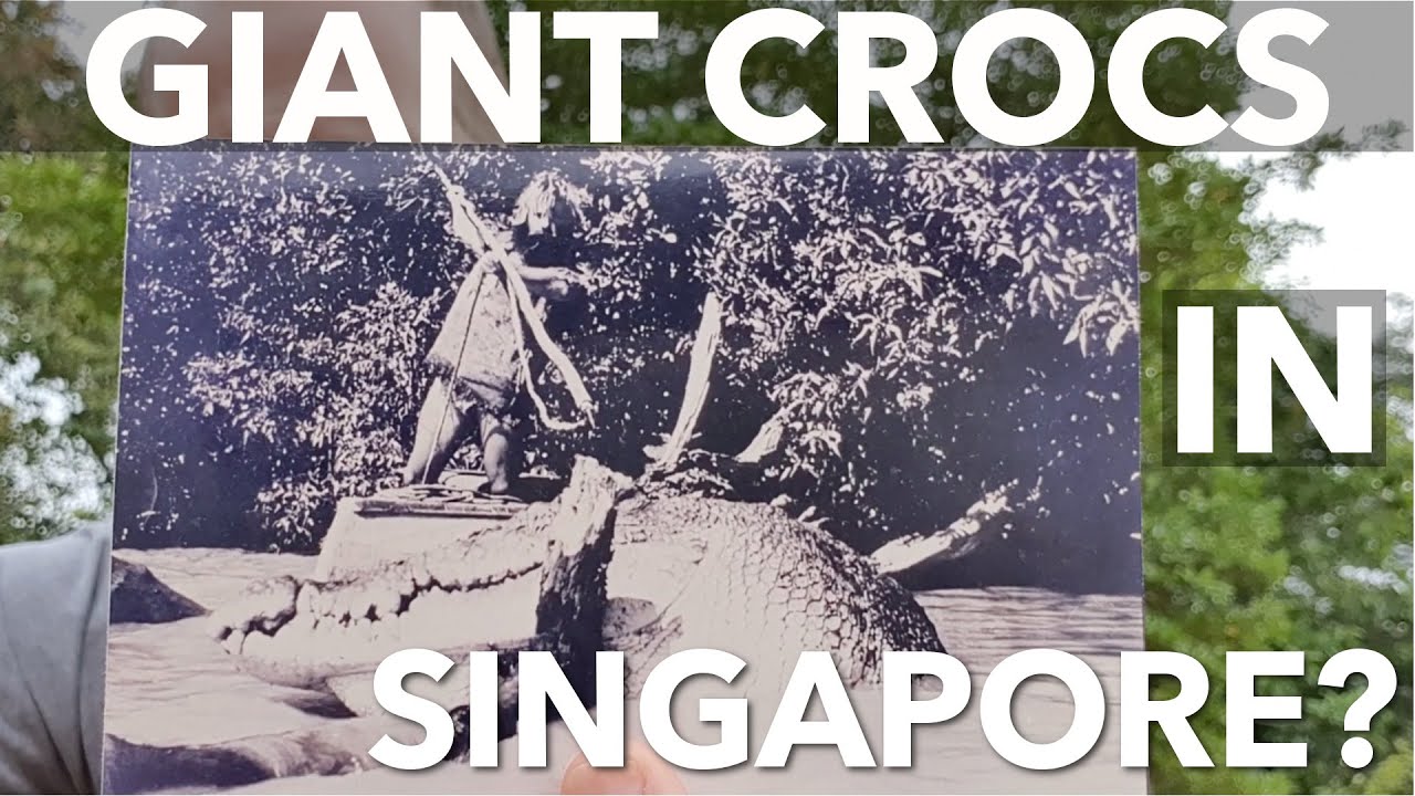CROCODILE HUNTER, SINGAPORE: 4m saltwater croc in the city state!!
