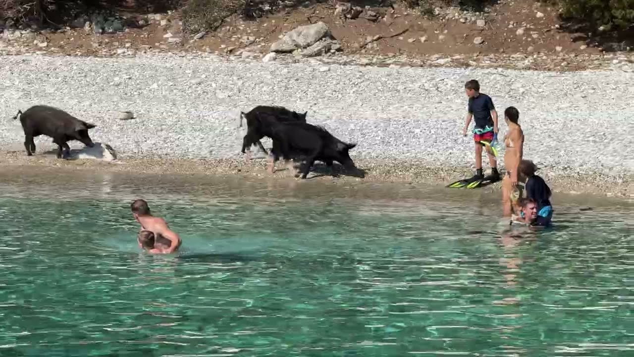 Lefkada 2025 | Porci Sălbatici pe Plajă &icirc;n Insula Atokos