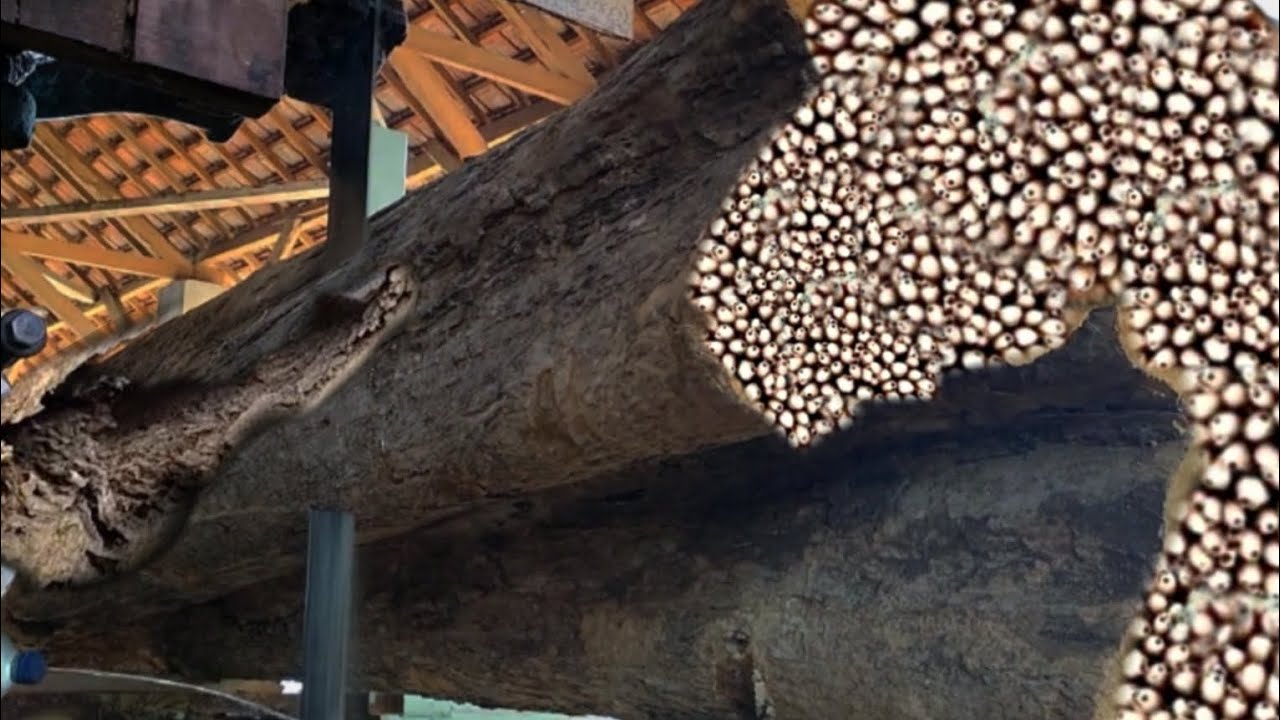 TERRIBLE! THE WOOD CUTTING MACHINE ALMOST BROKEN DOWN  BECAUSE OF THIS AT SAWMILL