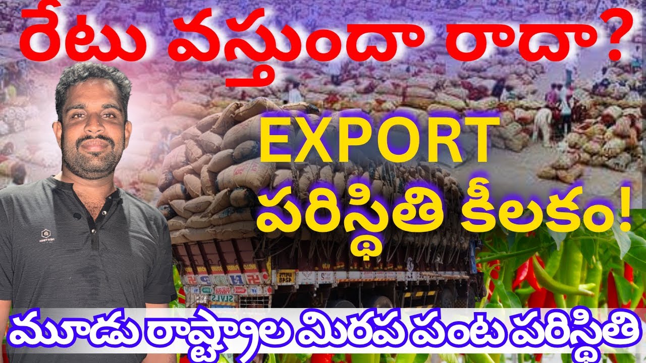 🌶️ మూడు రాష్ట్రాల మిరపపంట పరిస్థితి! రేటు వస్తుందా రాదా? 📦 Export పరిస్థితి కీలకం! #mdhasanagritech