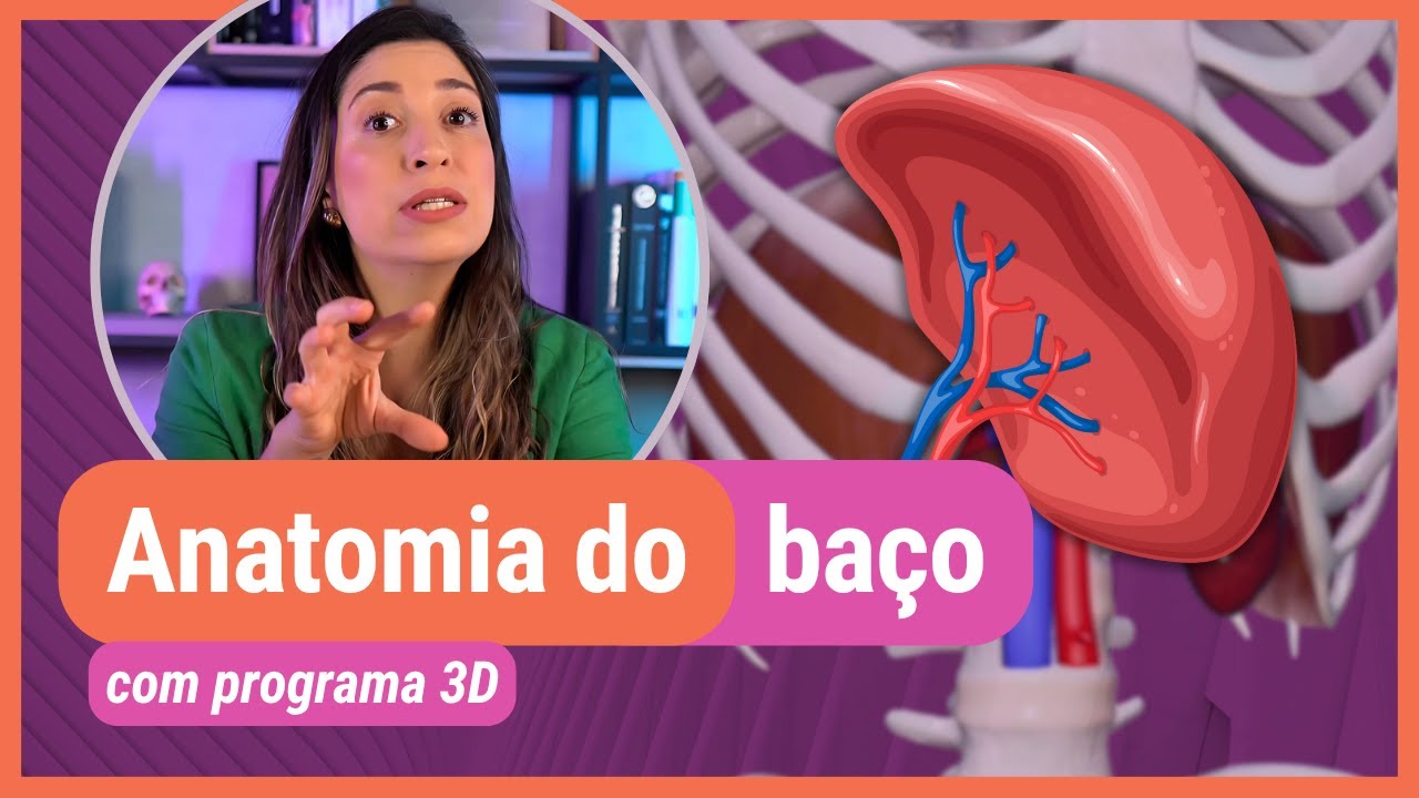 ANATOMIA DO BAÇO! Com programa 3D