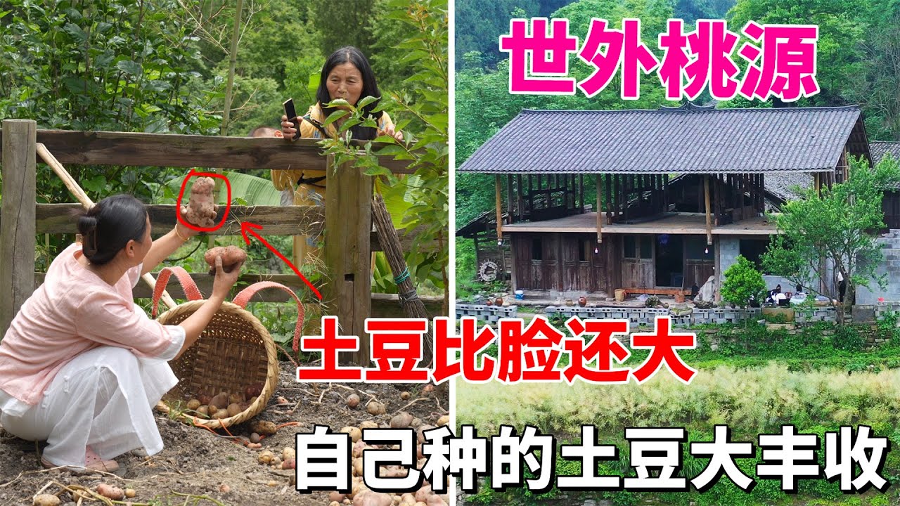 贵州小伙带着妻儿老小隐居世外桃源，自己种的土豆大丰收了，大家见过比脸还大的土豆吗？