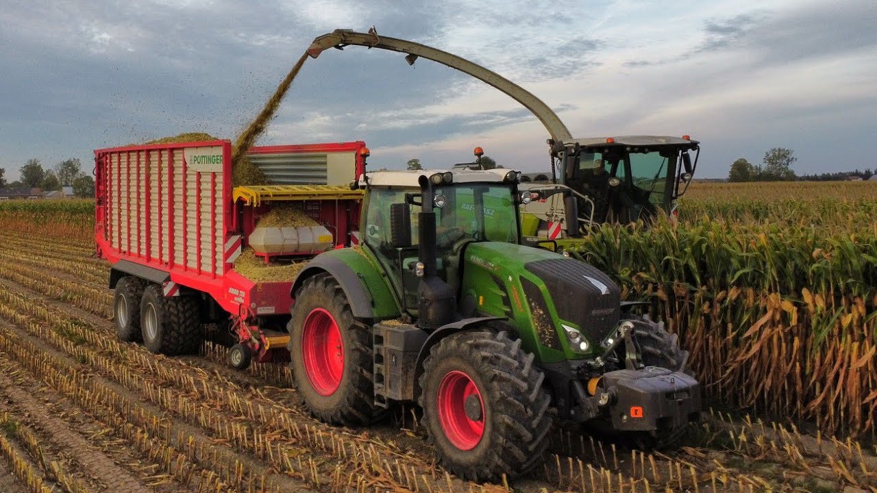 🔥😱KUKURYDZA NA KISZONKE 2023!!!!🌽U.R.Raf-Masz & Gr.Kajda🔥SHREDLAGE | Claas Jaguar 950 |