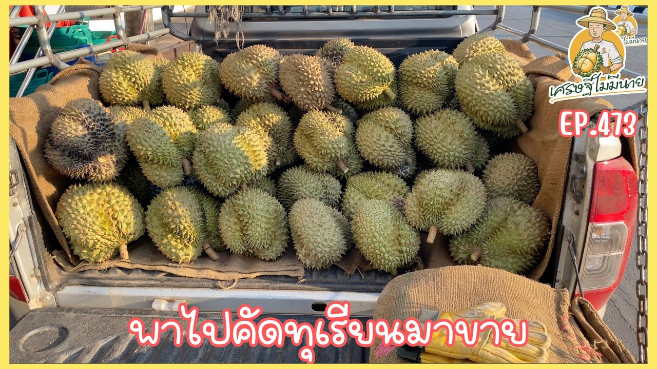 พาไปคัดทุเรียนมาขาย หมอนทองใต้นอกฤดู/เศรษฐี ไม่มีนาย EP.473