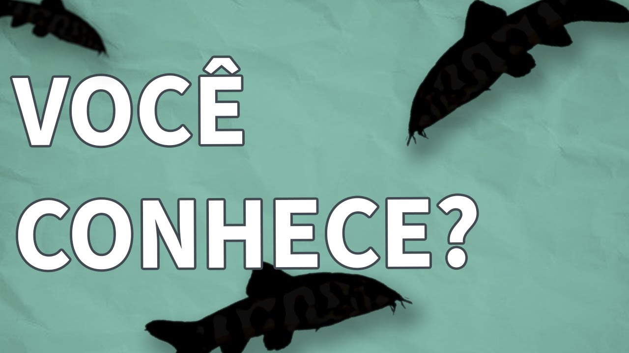 JÁ CONHECE A BOTIA LOHACHATA? TENHA UM PEIXE ENERGÉTICO E FELIZ NO SEU AQUÁRIO!