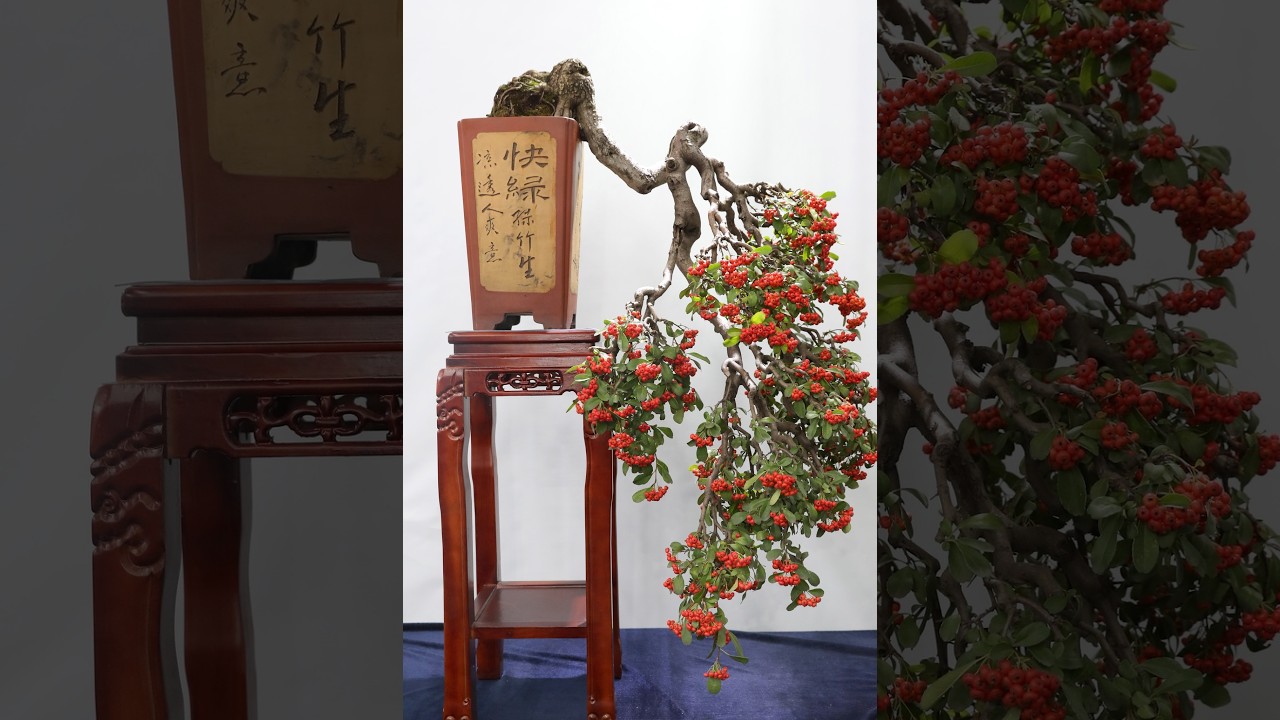 Cascade and Semi-Cascade Bonsai Style - Kengai and Han-Kengai 懸崖 - 半懸崖
