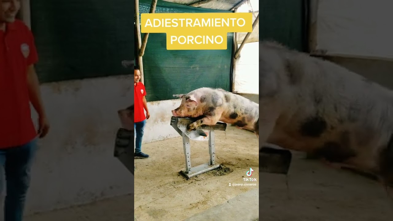 Adiestramiento PORCINO!☝🏻🐷✅