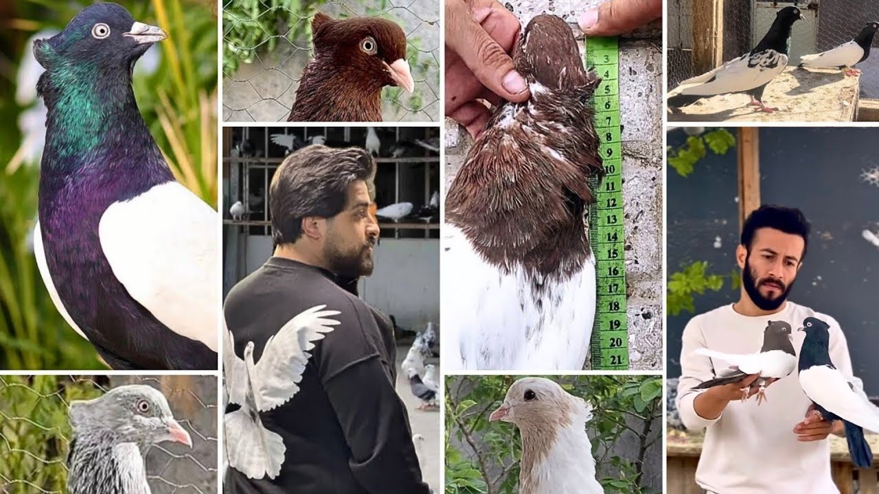 На любой вкус и цвет! 🤩 Игровые голуби Ирана | TOP Iranian pigeons ⭐️ برای هر سلیقه و رنگی