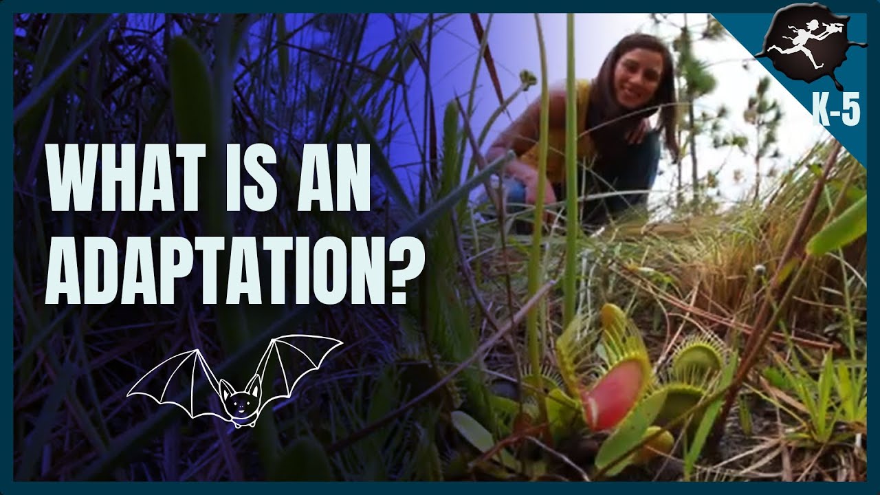 What is an Adaptation? K-5 Science Music Videos by Untamed Science