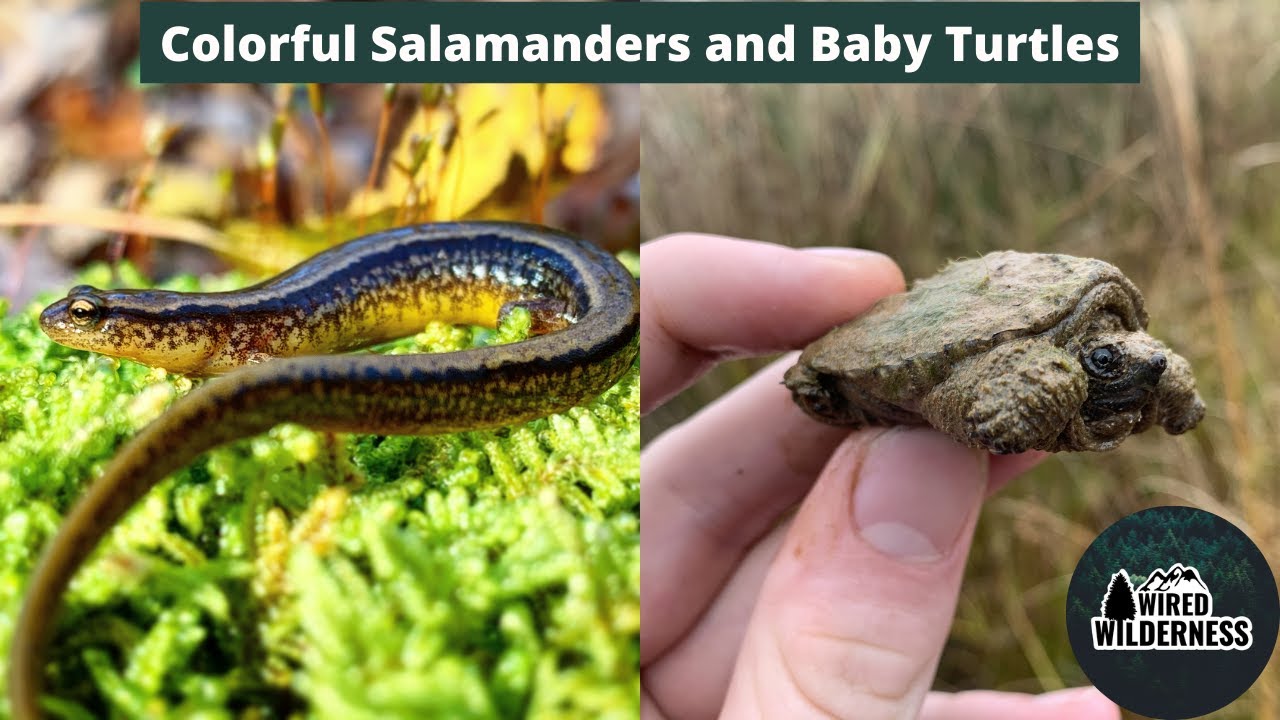 Fall Herping for Colorful Salamanders and Baby Turtles!! | Herpetology | Wired Wilderness Vlog