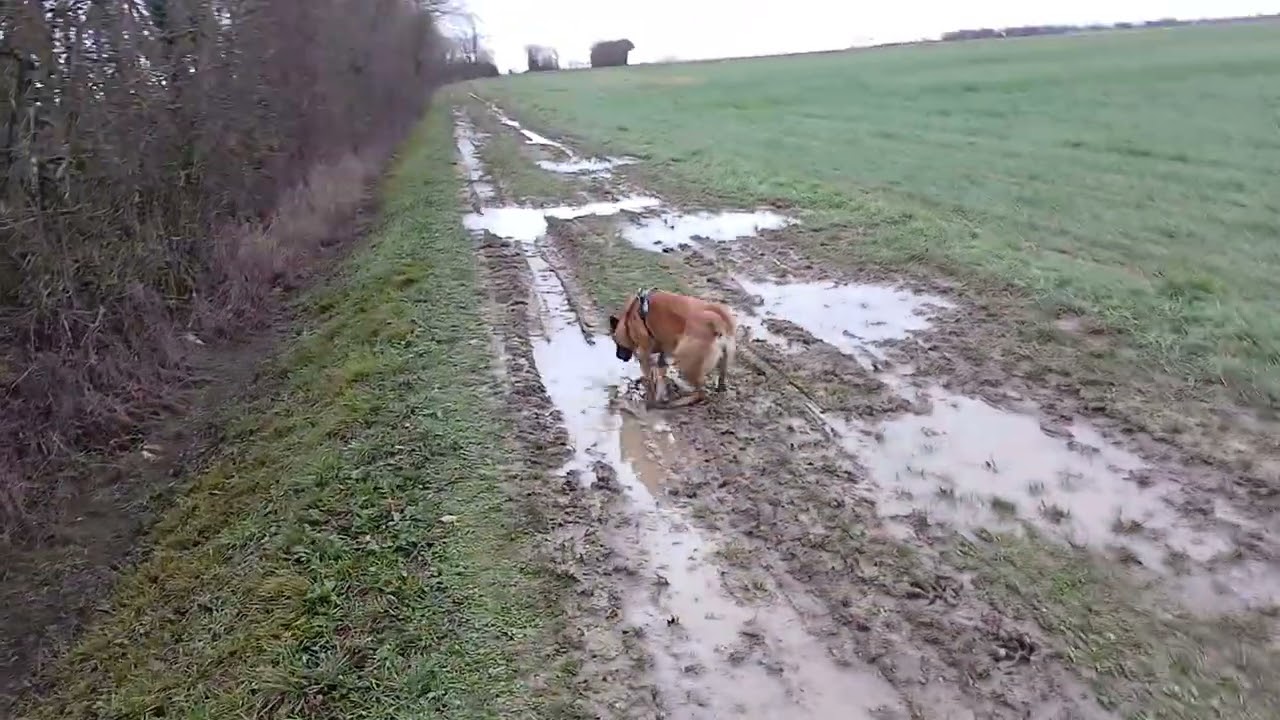 #malinois  bulldozer ! 