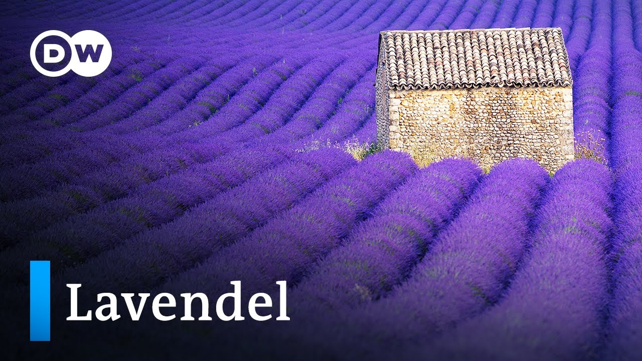 Auf Fotosafari durch blühende Lavendelfelder | Euromaxx