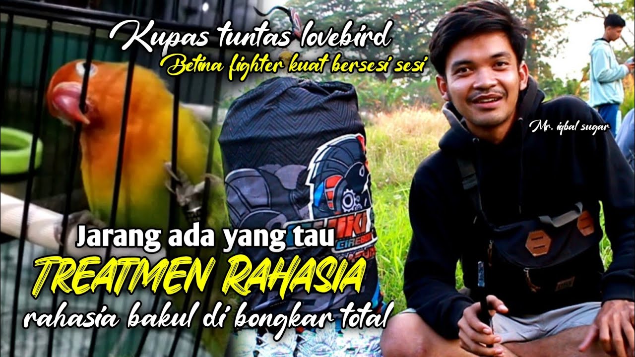 setingan lovebird betina fighter agar stabil terus di gantangan