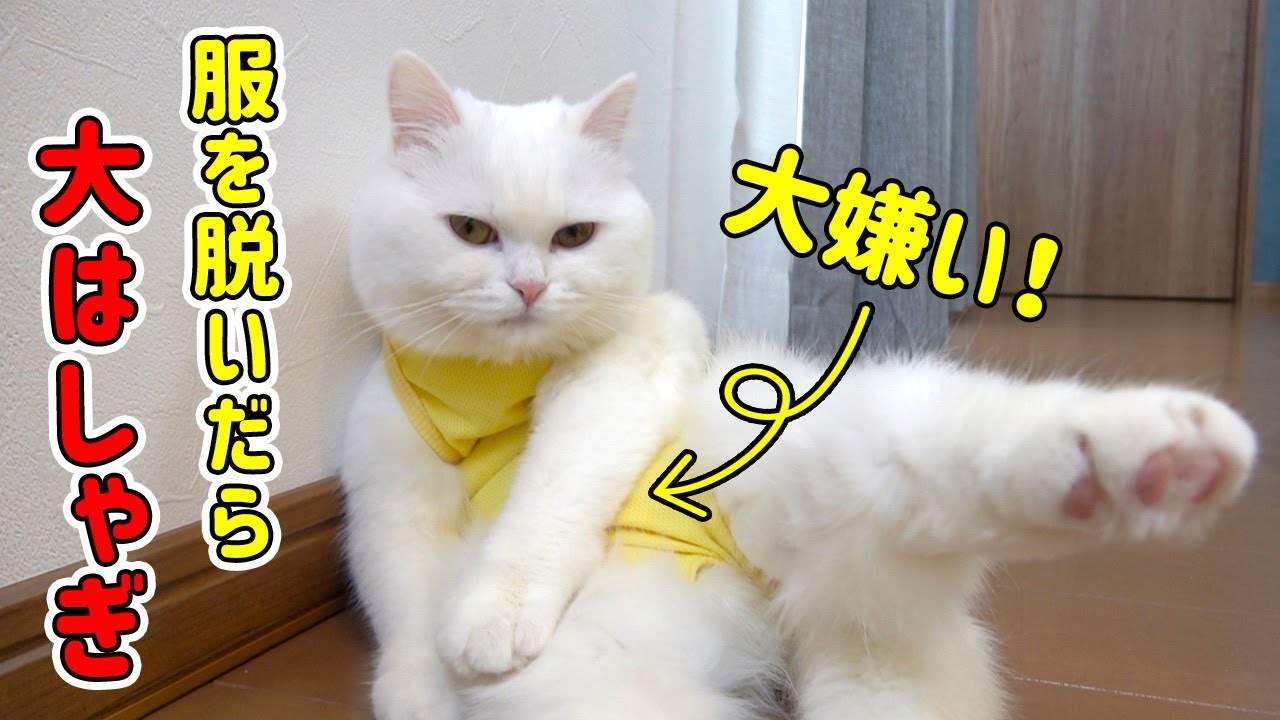大嫌いな保護服を脱がせたら毛繕いが止まらないっ！！！
