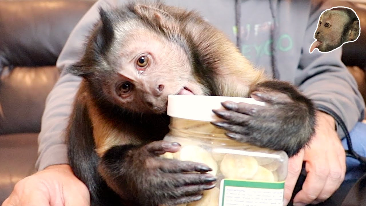 Monkey Mail Unboxing Party!