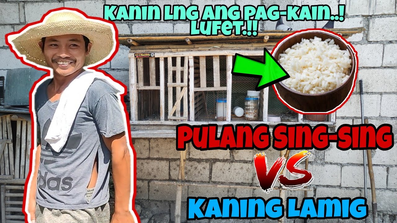IBON NA KANIN ANG PAGKAIN ANG TULIN!! | PULANG SING-SING VS HACIENDA | KARERA NG KALAPATI