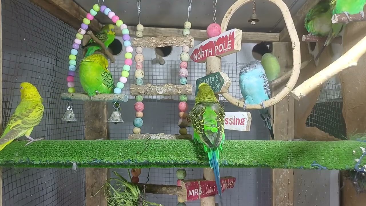 The Smartest Parrot in the World!