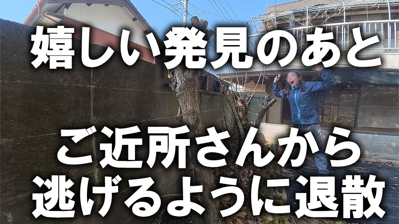 諦めてたジャングル汚山に希望の光！汚山の状況確認に行くも、ご近所さんの井戸端会議が始まったので逃げるように退散。それでも行き場には困らない汚家｜汚部屋｜汚庭｜汚山｜庭仕事｜剪定｜梅の木剪定2026