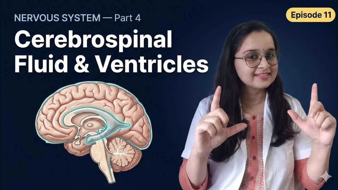 Nervous System Part  - 4 // Cerebrospinal Fluid and Ventricls of Brain