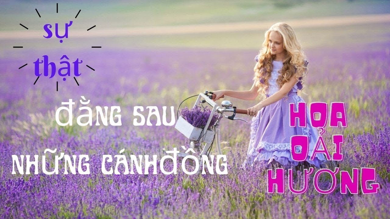 SỰ THẬT ĐẰNG SAU NHỮNG CÁNH ĐỒNG HOA OẢI HƯƠNG Ở NƯỚC ANH !