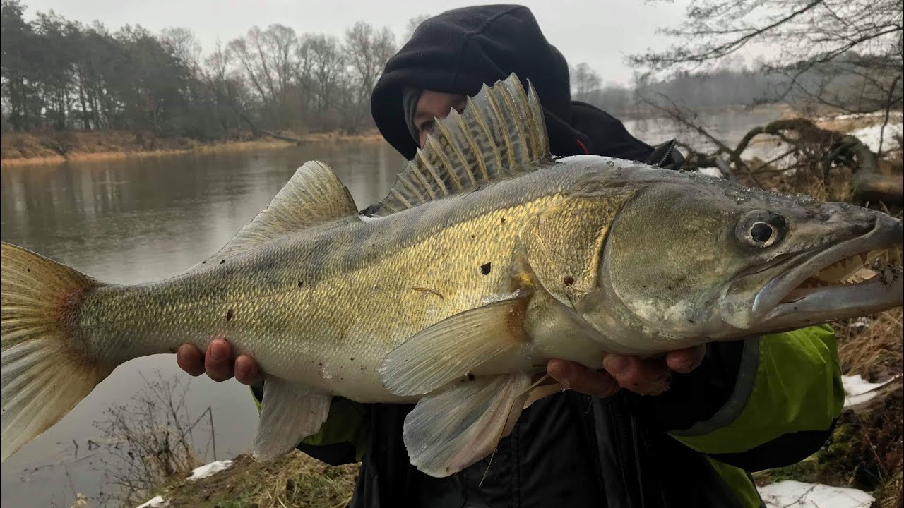 Sandacze z Bugu na spinning i sum , mały przypadek.