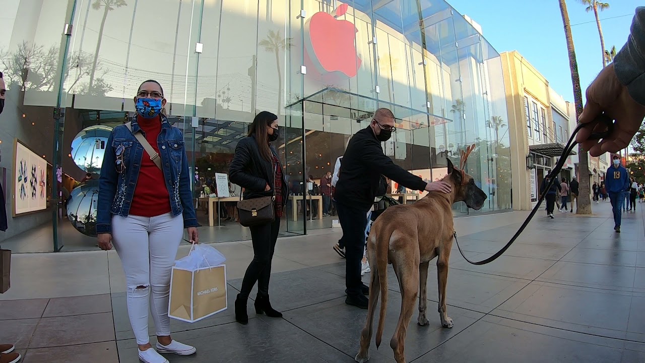 Cash 2.0 Great Dane holiday season in Santa Monica 5