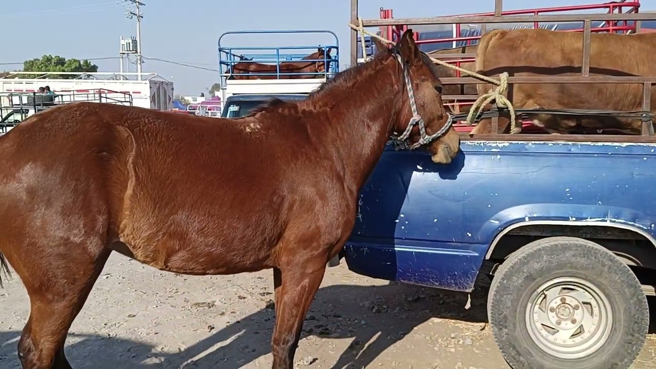 Tianguis de ganado Yecapixtla Morelos 
