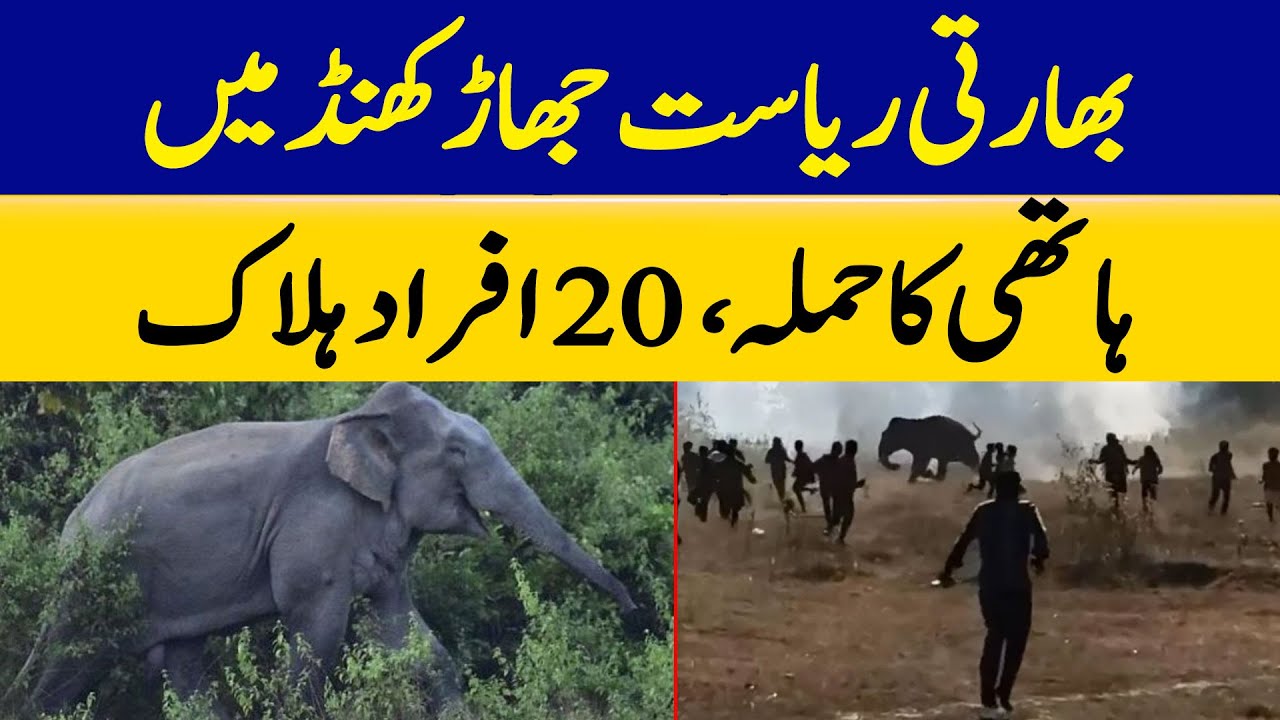 20 People Killed in Elephant Attack in Indian State of Jharkhand | Dawn News