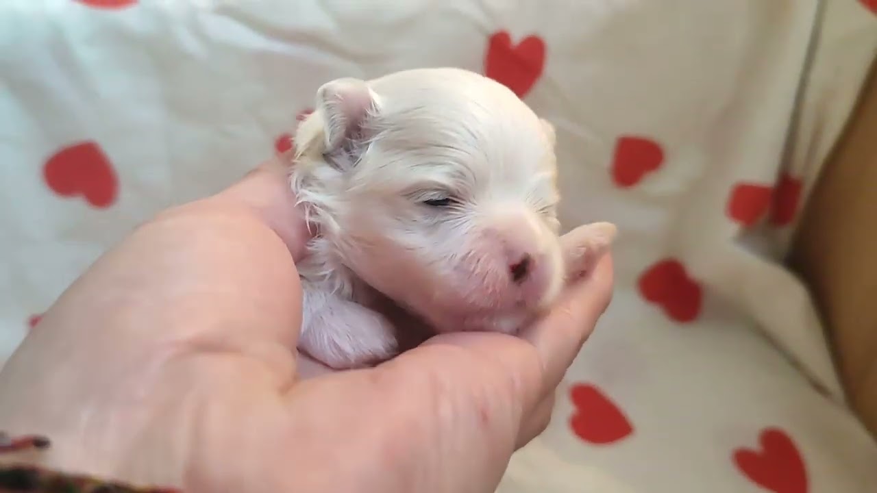Белоснежное счастье ♥️ растут наши чудесные детки Мальтезе 🥰 Продажа щеночков Доставка+79788972514