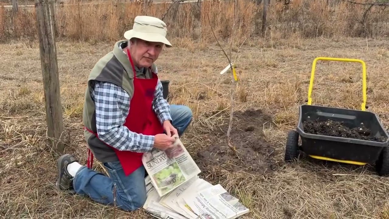 Planting an Asian Persimmon