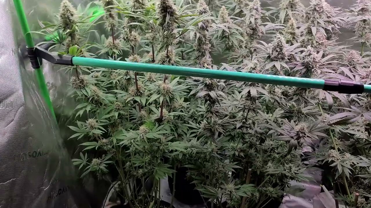 Cherry Poppers and Lemon Cherry Gelato at 7&frac12; weeks of flower.