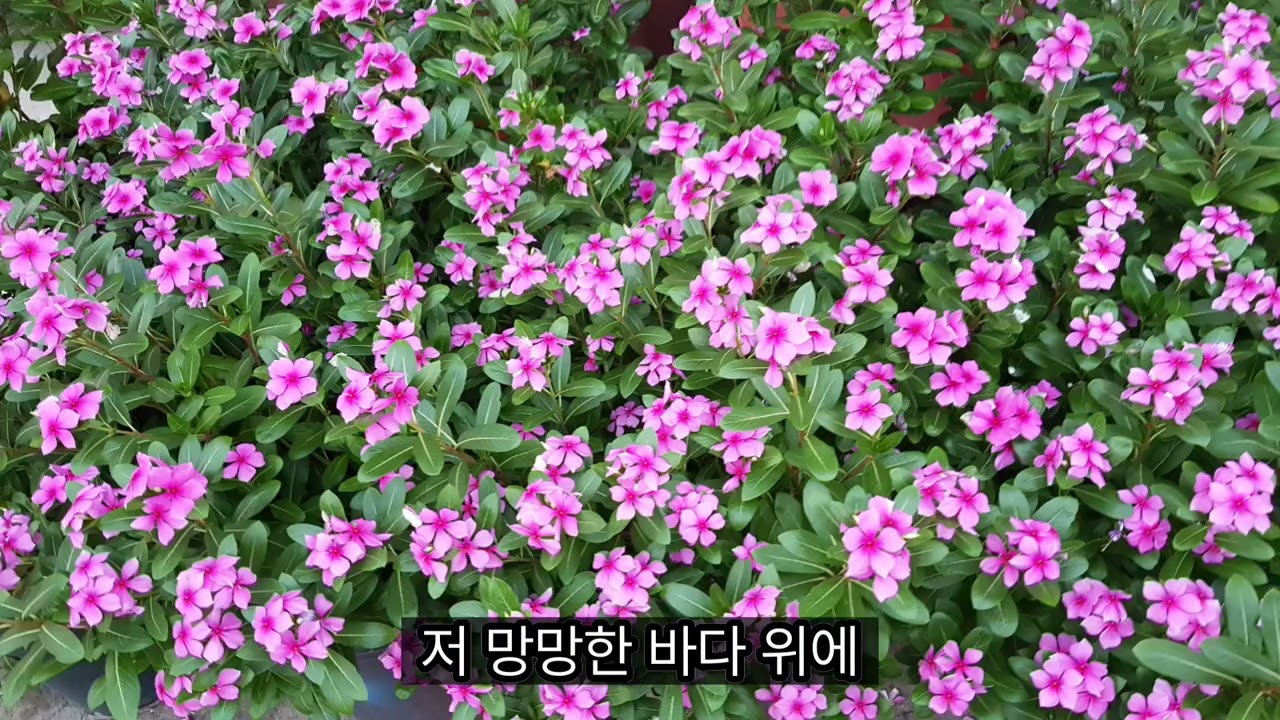엄마가 부르는 저 멀리 뵈는 나의 시온성