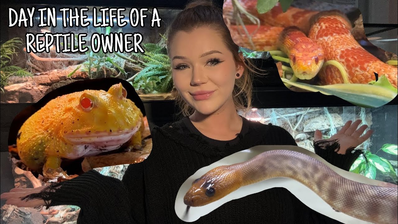 DAY IN THE LIFE OF A REPTILE OWNER...
