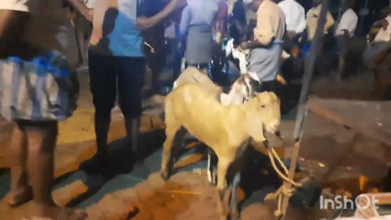 Thingal Chanthai, Thingal Nager sales and purchasing 🐐 Goats, cow, chicken, Hens, Vegetables and etc