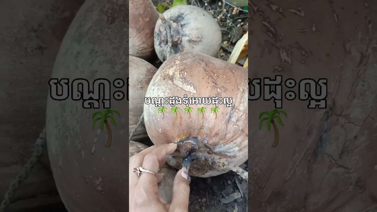 របៀបបណ្ដុះដូងទុំសំបករាងស្ទើរ