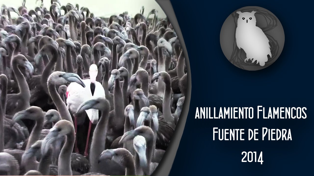 BuboVlog - Anillamiento de Flamencos en Fuente de Piedra 2014